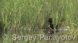 Video of Ferruginous Duck - Ferruginous Duck in early spring in shabla lake in nesting period